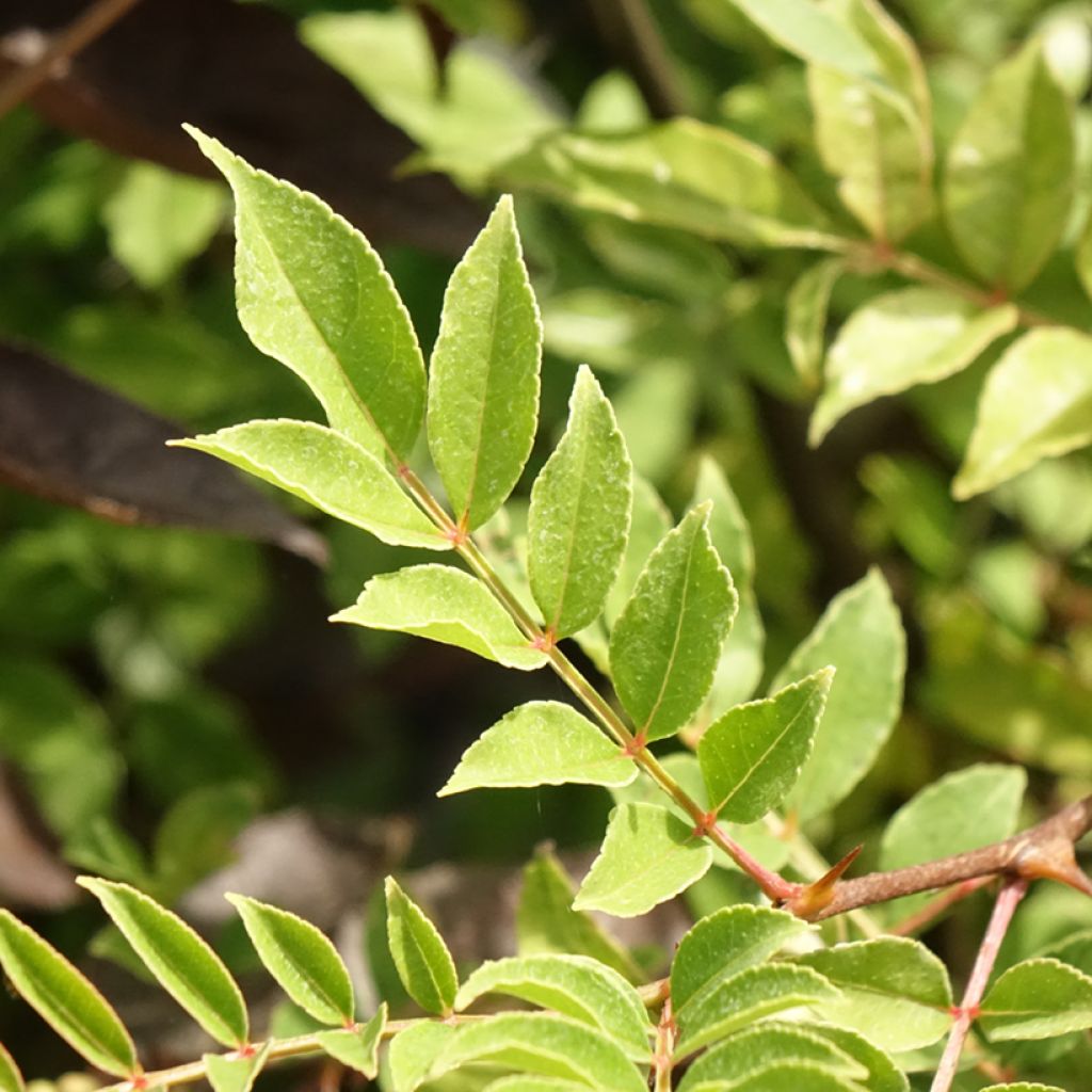 Amerikanlimopuu - Zanthoxylum americanum