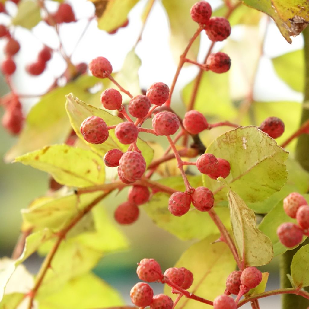Amerikanlimopuu - Zanthoxylum americanum