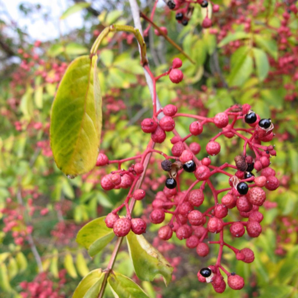 Limopuu - Zanthoxylum simulans
