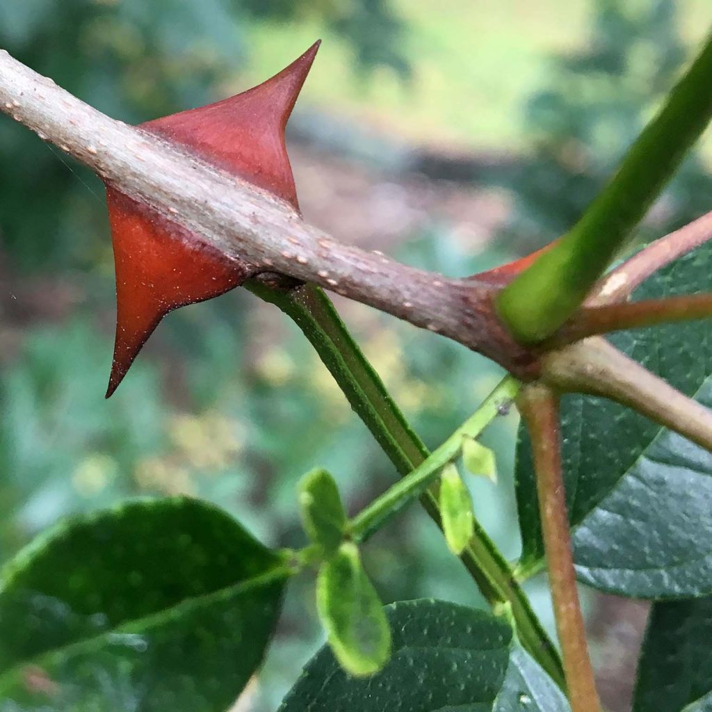 Limopuu - Zanthoxylum simulans
