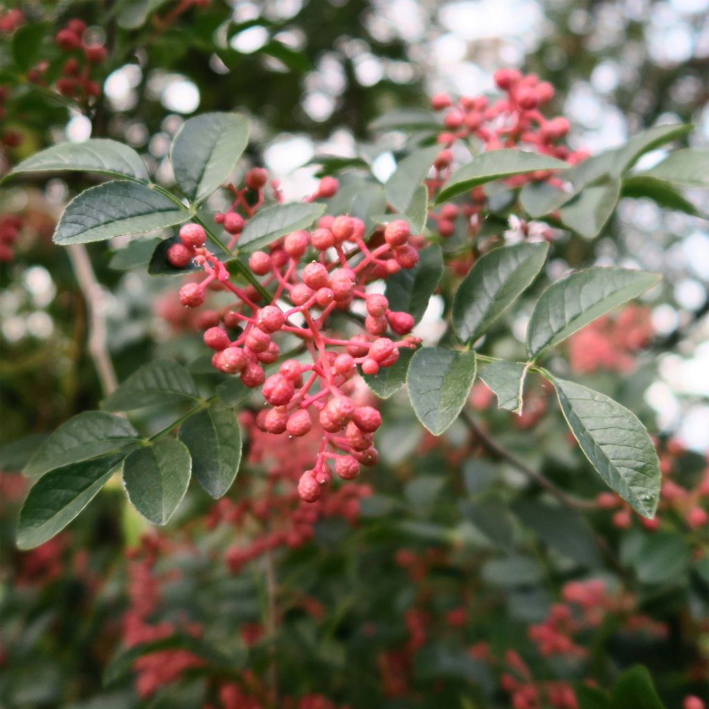 Limopuu - Zanthoxylum simulans