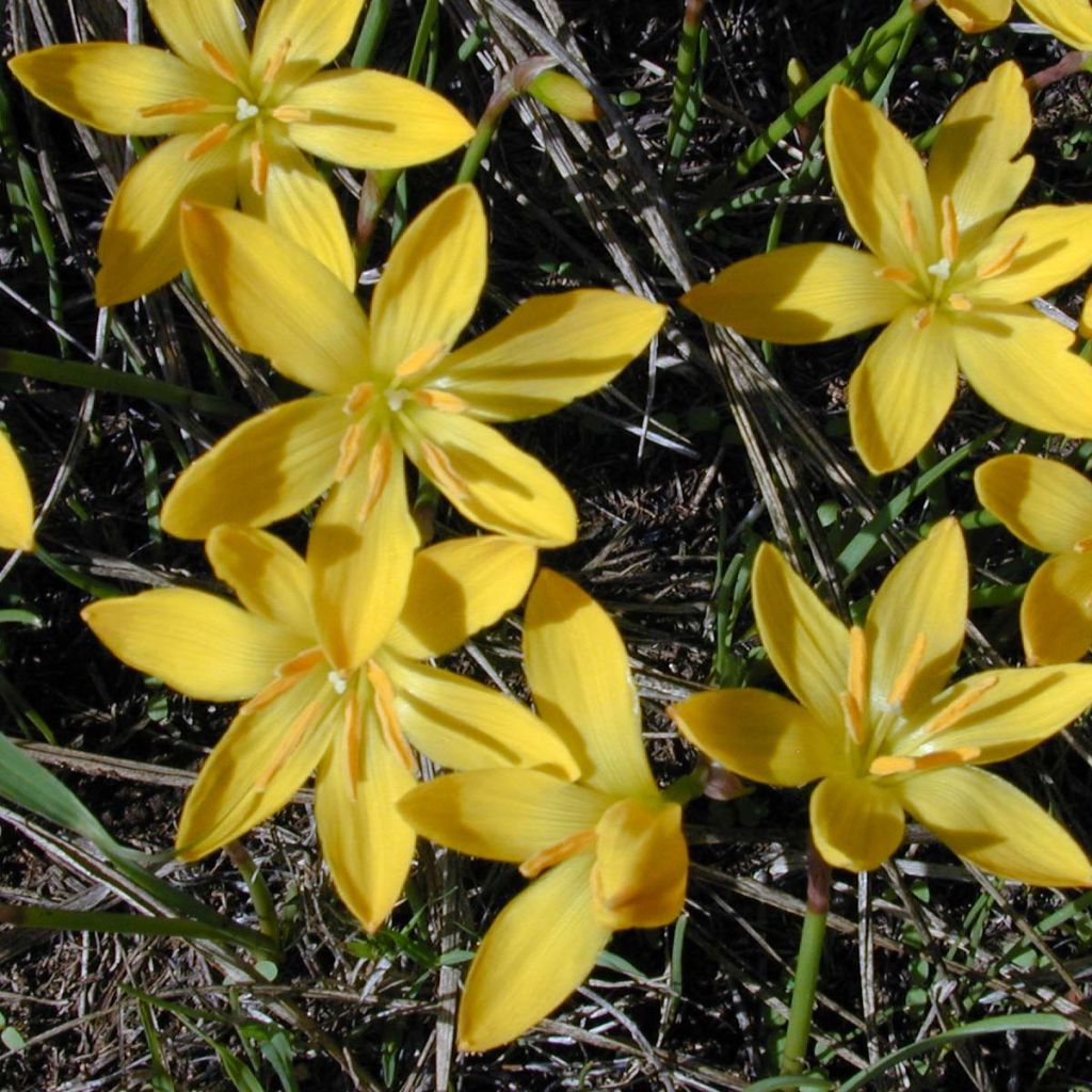 Zephyranthus citrina