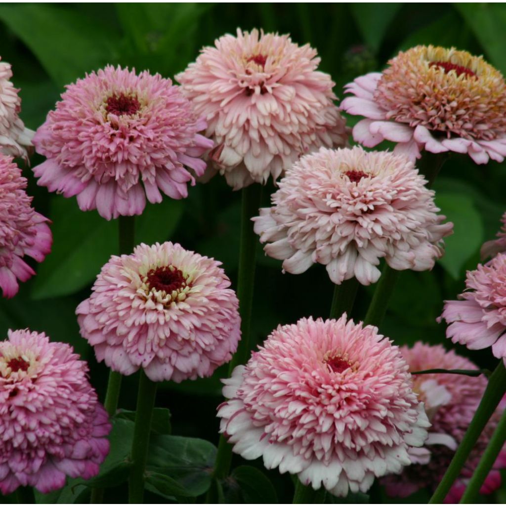 Isotsinnia Zinderella Lilac (siemenet)