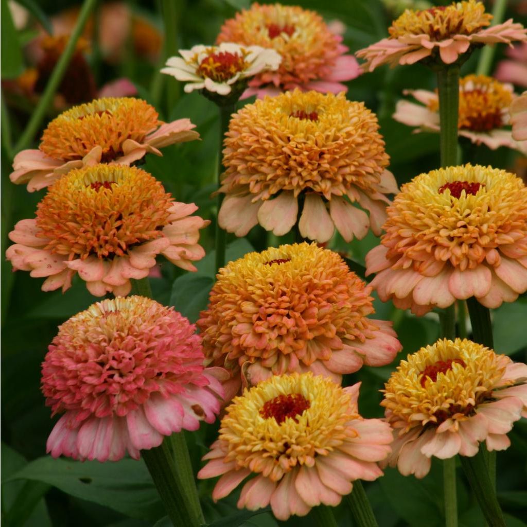 Isotsinnia Zinderella Peach (siemenet)
