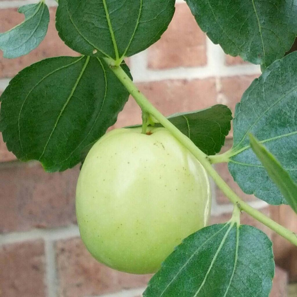 Kiinanjujuba Li