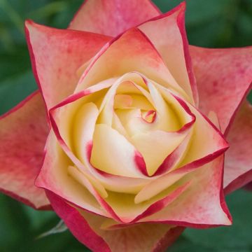 Floribundaruusu Origami