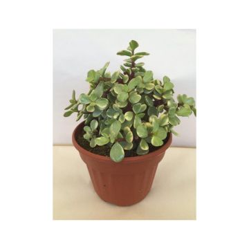 Pensasportulakka Variegata