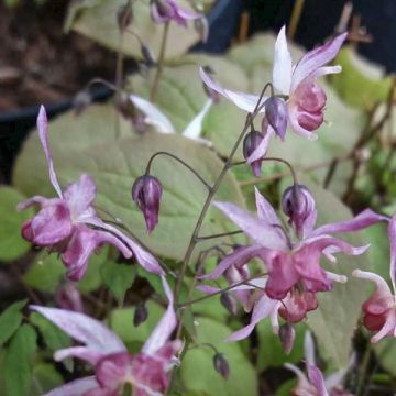 Varjohiippa Asiatic hybrids