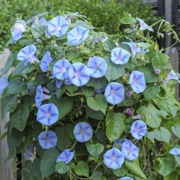 Aitoelämänlanka Light Blue Star (siemenet)