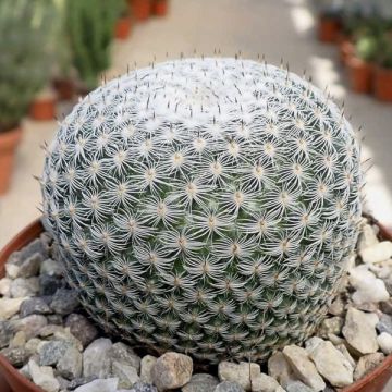 Syyläkaktus - Mammillaria perbella