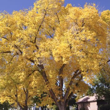 Neidonhiuspuu Autumn Gold