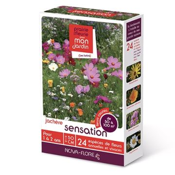 Kesanto Sensaatio