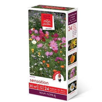 Siemenseos Menninkäiset Sensaatio