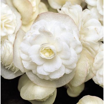 Kesäbegonia Doublet White