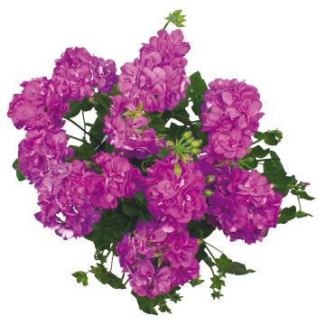 Riippapelargoni Double Royal Blue