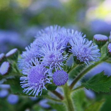 Sinitähtönen Packstar Blue