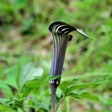 Kärsäkalla - Arisaema costatum