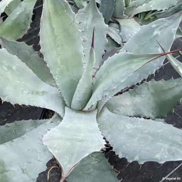 Agaave - Agave durangensis