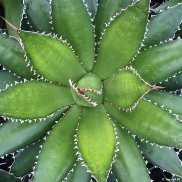 Agaave - Agave horrida