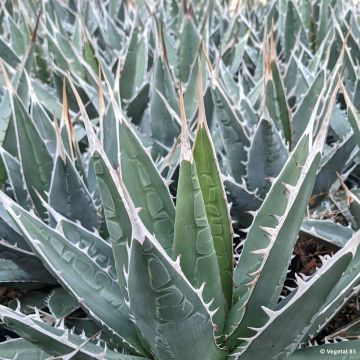 Agaave - Agave kerchovei