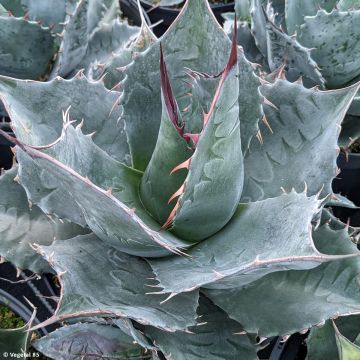 Hammasagaave - Agave parrasana