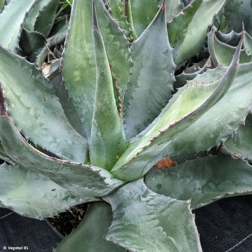Titaaniagaave - Agave salmiana