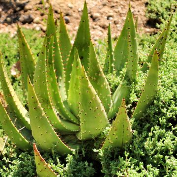 Piikkiaaloe - Aloe ferox