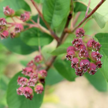 Marjatuomipihlaja Martin - Amelanchier alnifolia