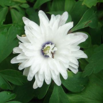 Valkovuokko Blue Eyes