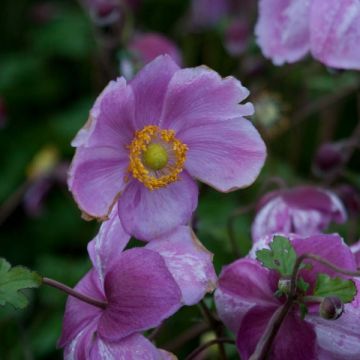 Tarhasyysvuokko Rosenschale