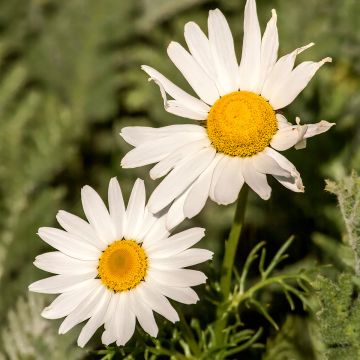 Jäämerenkakkara - Arctanthemum arcticum