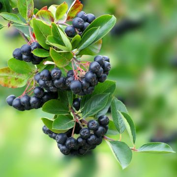 Koristearonia Lowberry