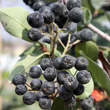 Koristearonia Rubina