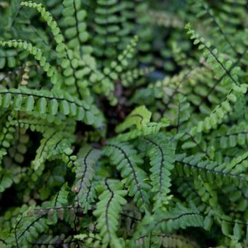 Kalliotummaraunioinen - Asplenium trichomanes