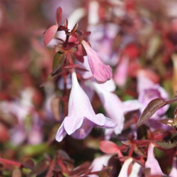 Abelia grandiflora Pinky Bells Noble