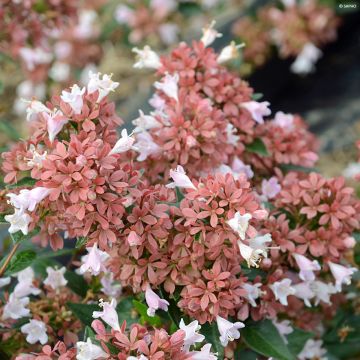 Abelia chinensis Raspberry Profusion