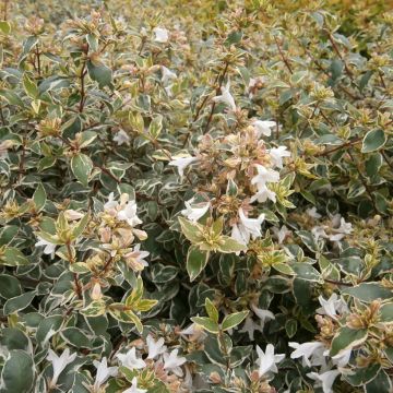 Abelia grandiflora Steredenn Levabes