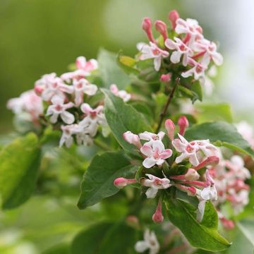Tuoksuabelia Sweet Emotion