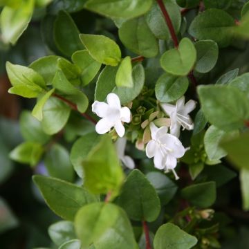Abelia zanderi Little Richard Jnov