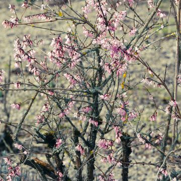 Vitipensas Roseum