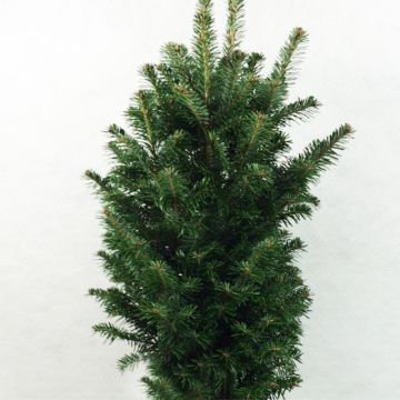 Saksanpihta Pyramidalis
