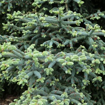 Espanjanpihta Glauca