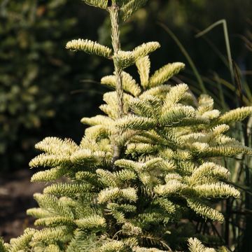 Aitopihta Sherwoodii