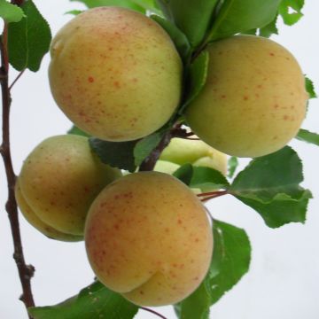 Aprikoosi Goldrich
