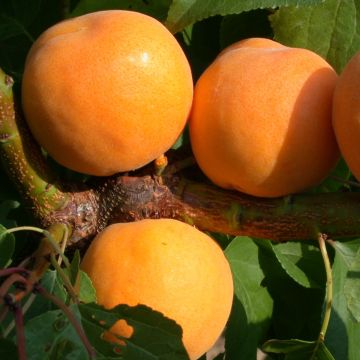 Aprikoosi Muscat de Nancy luomu