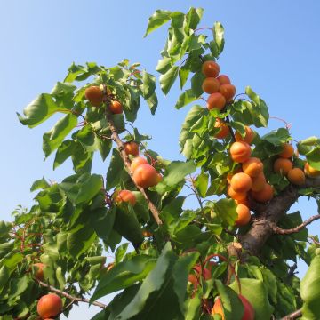 Aprikoosi Petit Muscat