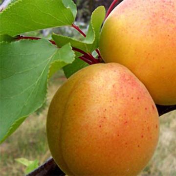 Aprikoosi Précoce de Saumur luomu