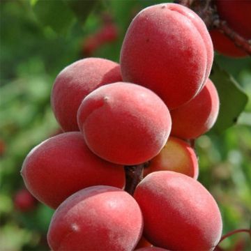 Aprikoosi Sunrosso