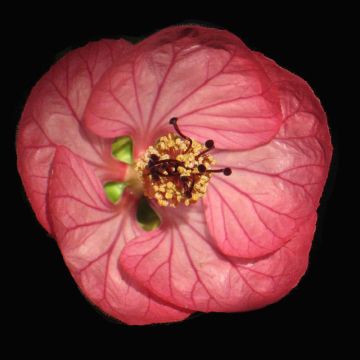 Vaahtera-aulio Cerise Queen