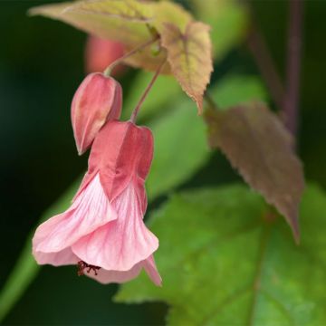 Vaahtera-aulio Pink Charm